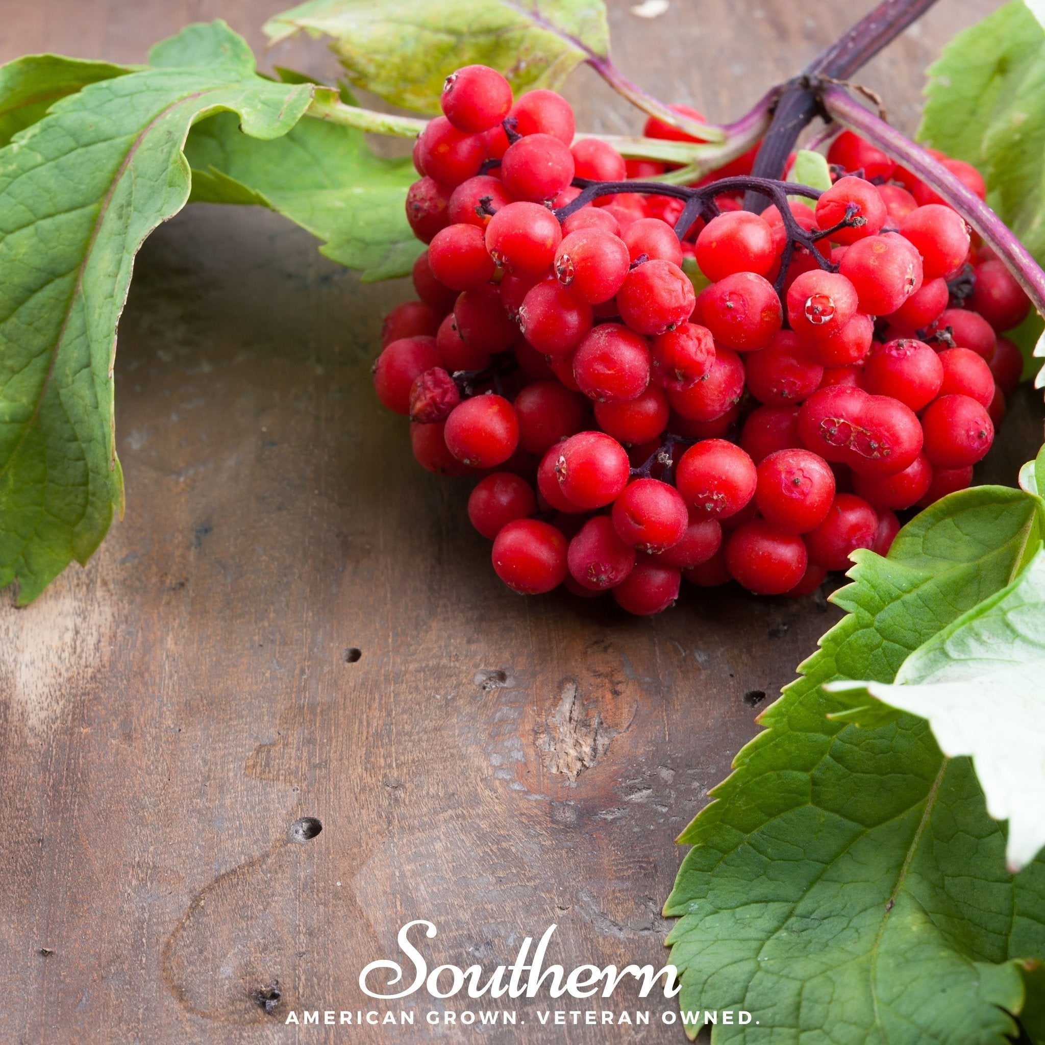 Elderberry, Pacific Red (Sambucus callicarpa) - 50 Seeds seed packet from Seed Therapy – American - grown, heirloom seeds
