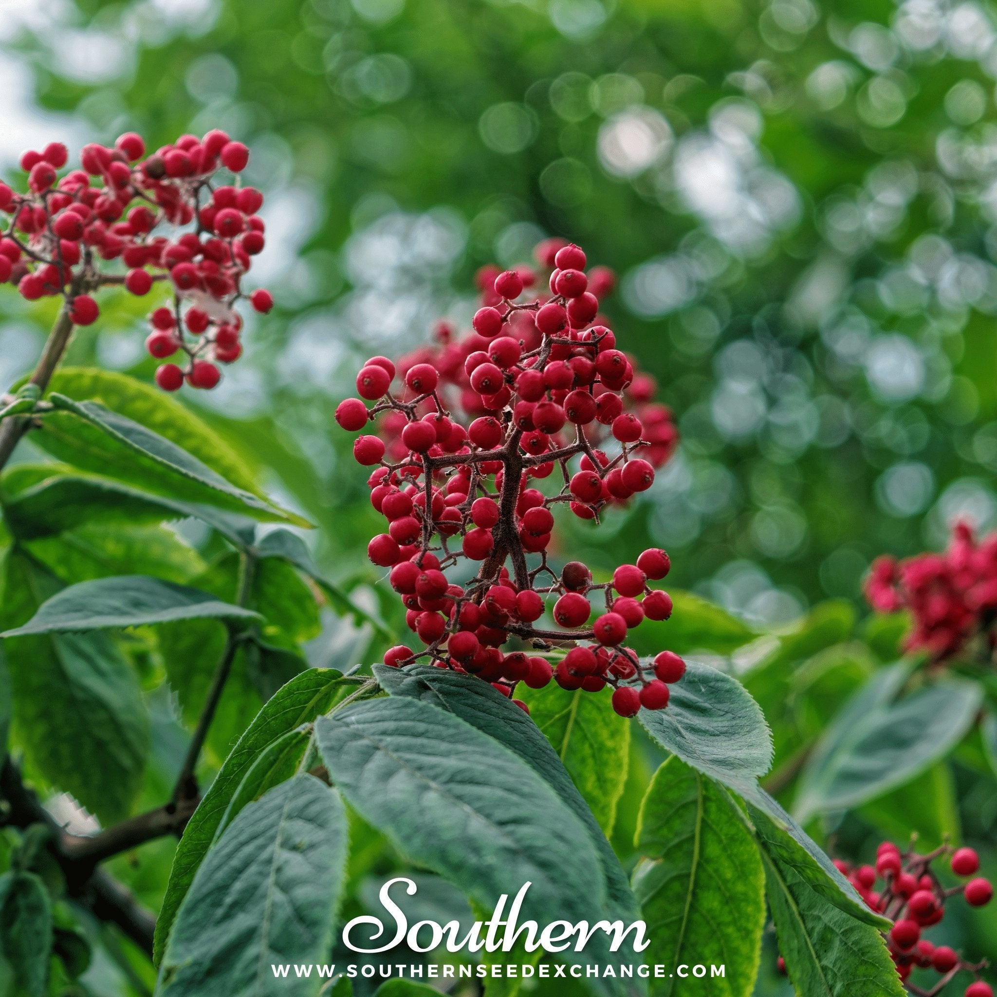 Elderberry, Red (Sambucus racemosa) - 50 seeds | Seed Therapy – Heirloom Garden Seeds