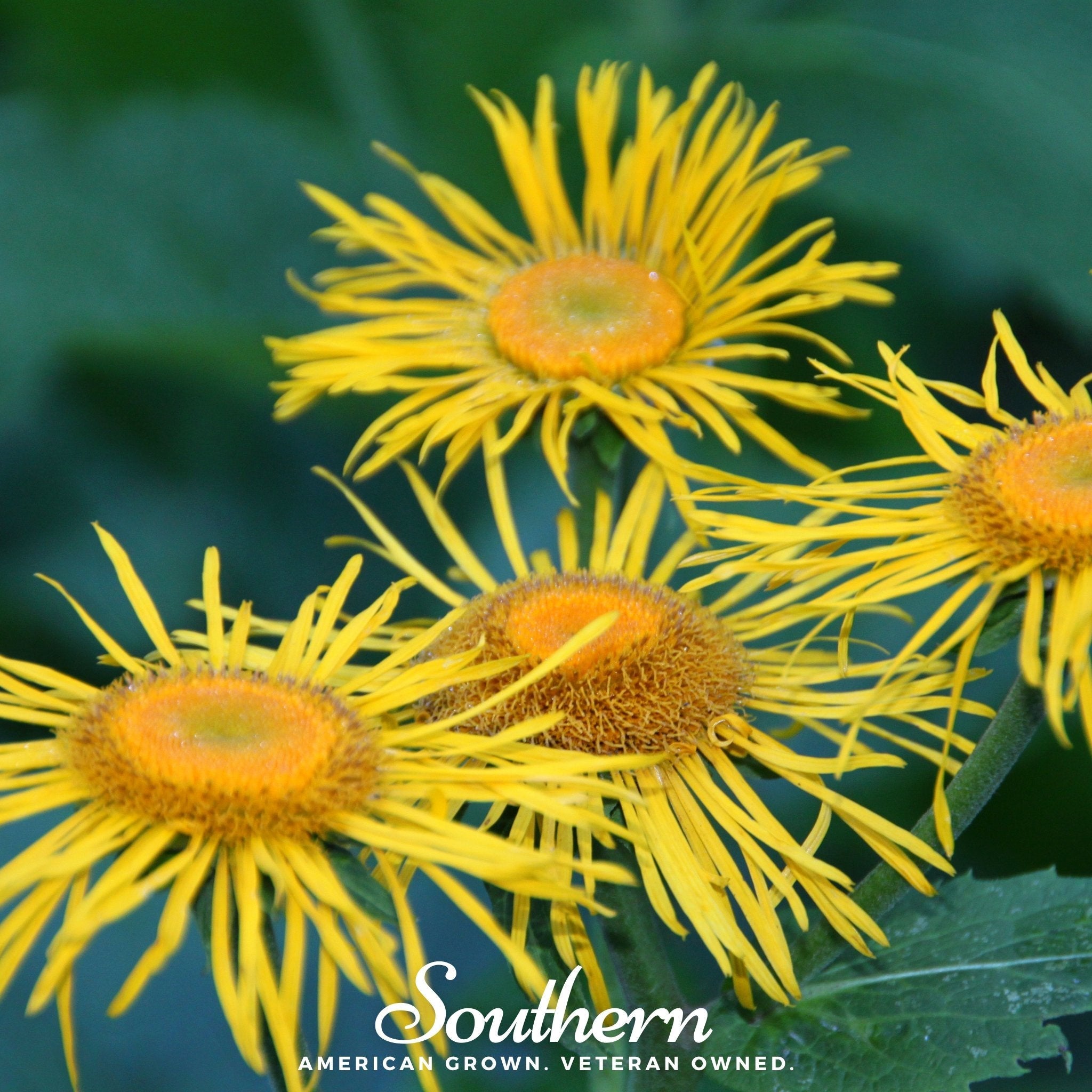 Elecampane (Inula helenium) - 25 Seeds seed packet from Seed Therapy – American - grown, heirloom seeds