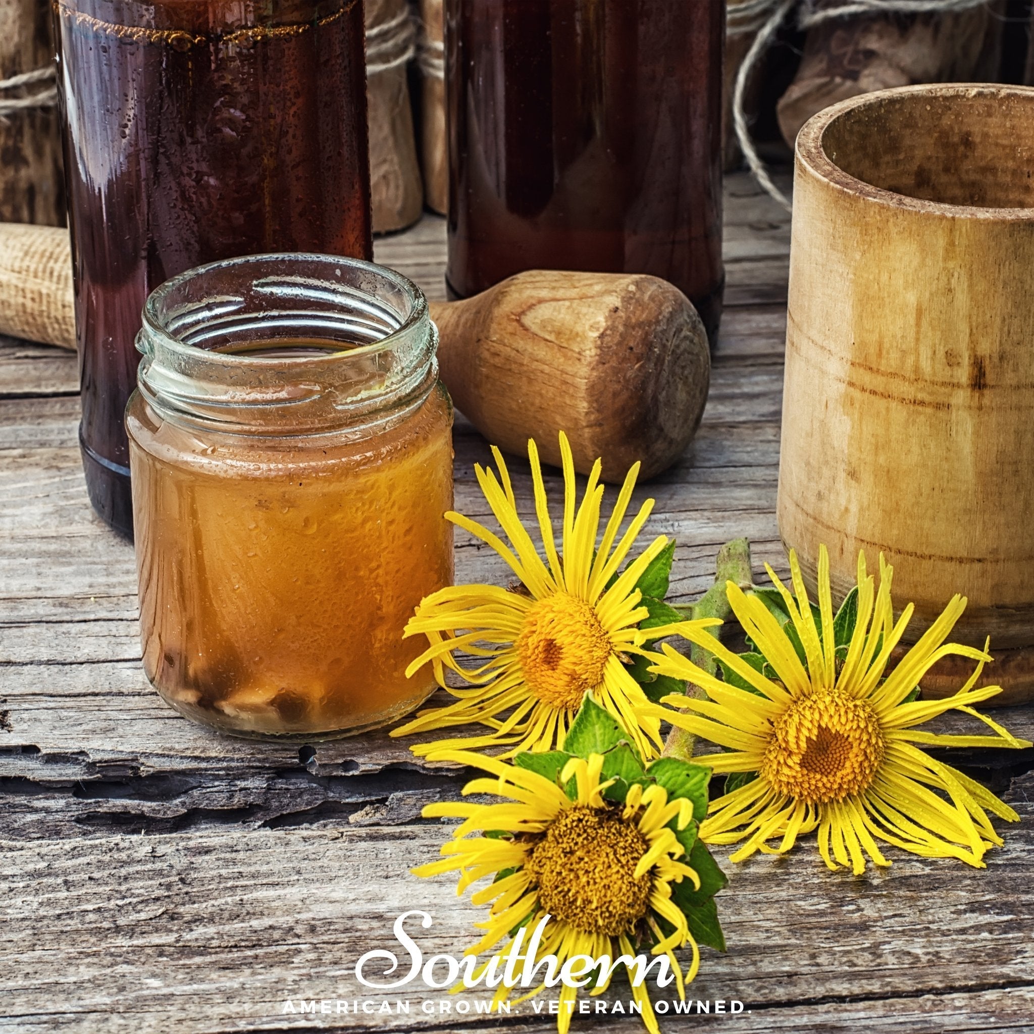 Elecampane (Inula helenium) - 25 Seeds seed packet from Seed Therapy – American - grown, heirloom seeds
