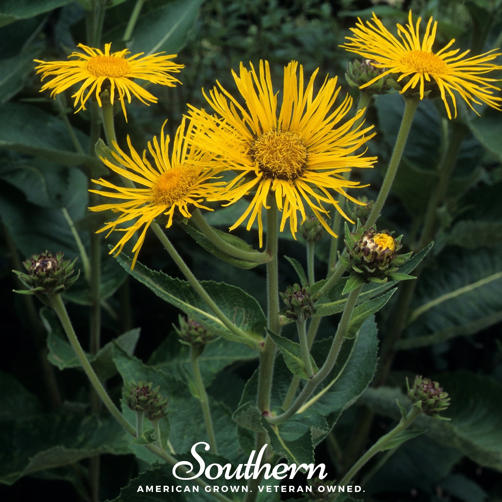 Elecampane (Inula helenium) - 25 Seeds seed packet from Seed Therapy – American - grown, heirloom seeds