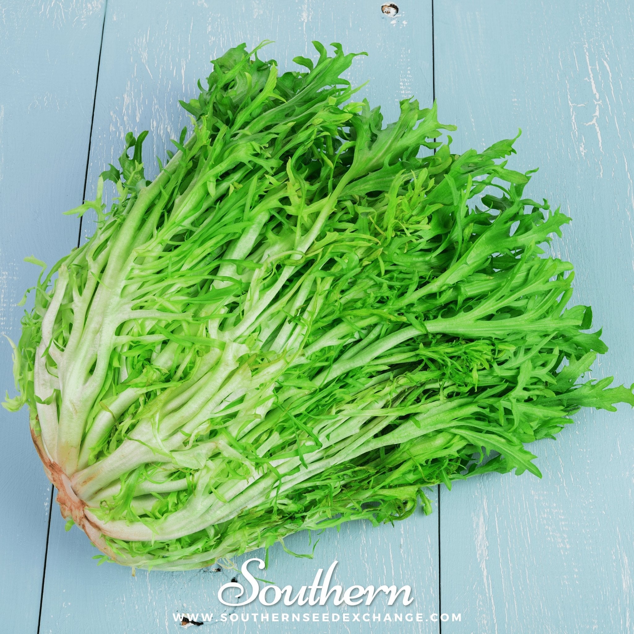 Endive, Green Curled Ruffec (Cichorium endivia) - 200 Seeds seed packet from Seed Therapy – American - grown, heirloom seeds