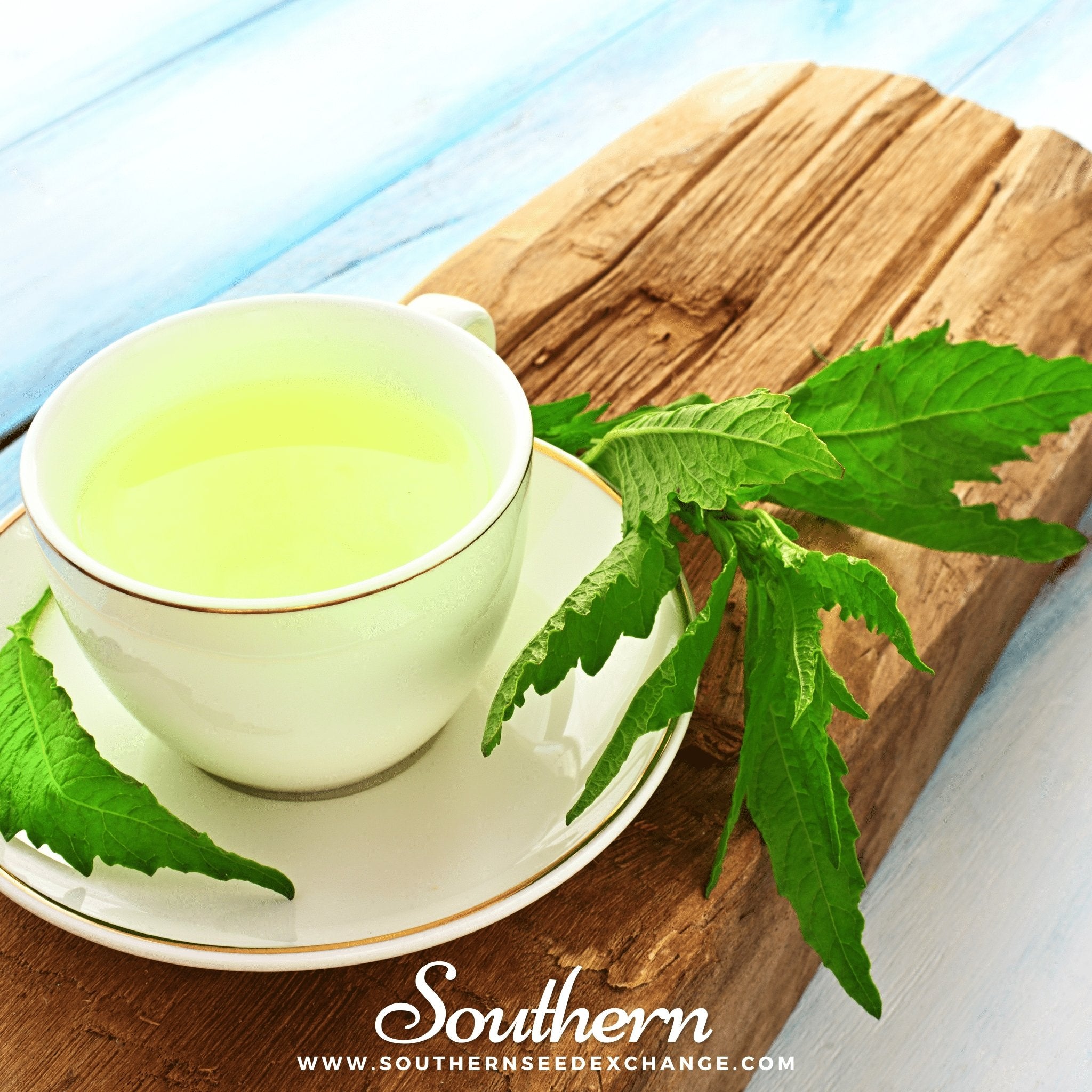 Epazote (Dysphania ambrosioides) - 25 Seeds seed packet from Seed Therapy – American - grown, heirloom seeds