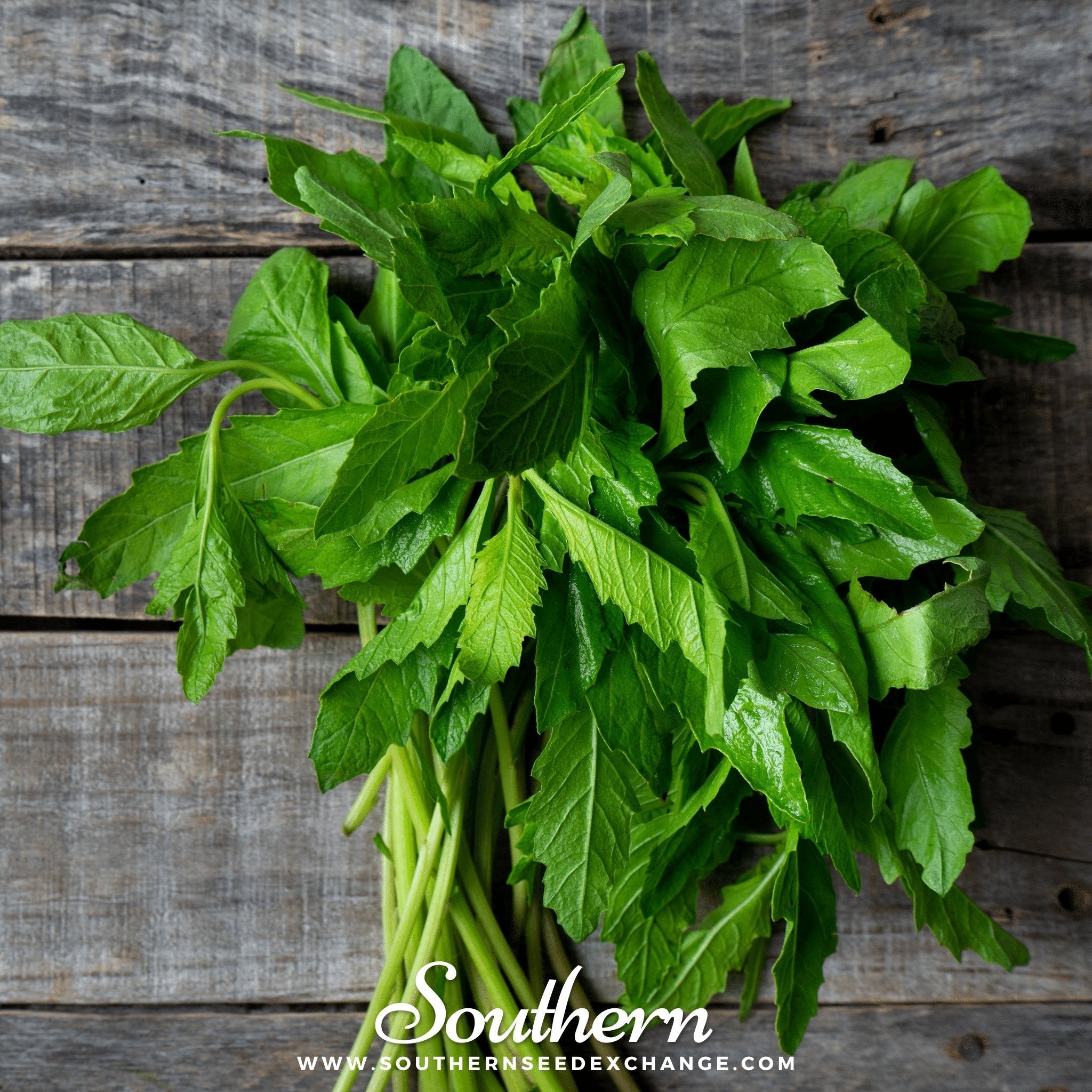 Epazote (Dysphania ambrosioides) - 25 Seeds seed packet from Seed Therapy – American - grown, heirloom seeds