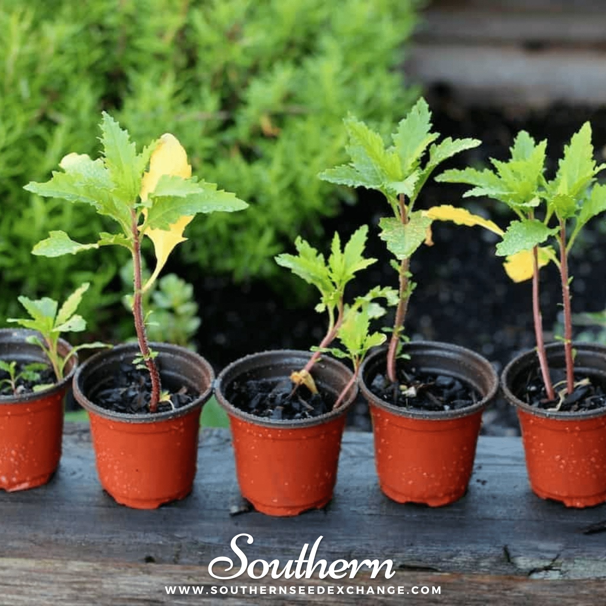 Epazote (Dysphania ambrosioides) - 25 Seeds seed packet from Seed Therapy – American - grown, heirloom seeds