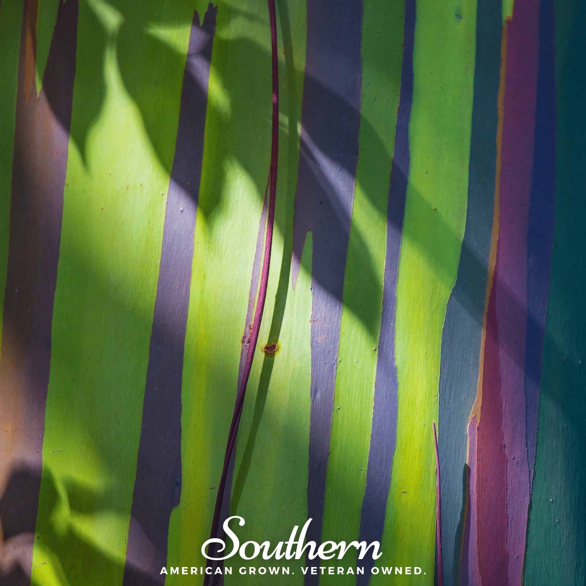 Eucalyptus, Rainbow Gum Tree (Eucalyptus deglupta) - 100 Seeds seed packet from Seed Therapy – American - grown, heirloom seeds