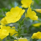 Evening Primrose, Common (Oenothera lamarckiana) - 100 Seeds seed packet from Seed Therapy – American - grown, heirloom seeds
