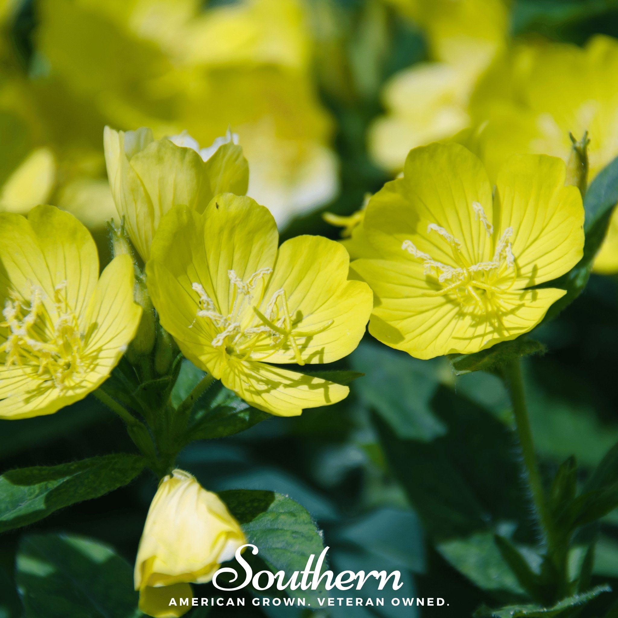 Evening Primrose, Common (Oenothera lamarckiana) - 100 Seeds seed packet from Seed Therapy – American - grown, heirloom seeds
