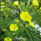 Evening Primrose, Common (Oenothera lamarckiana) - 100 Seeds seed packet from Seed Therapy – American - grown, heirloom seeds