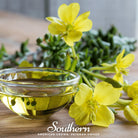 Evening Primrose, Common (Oenothera lamarckiana) - 100 Seeds seed packet from Seed Therapy – American - grown, heirloom seeds