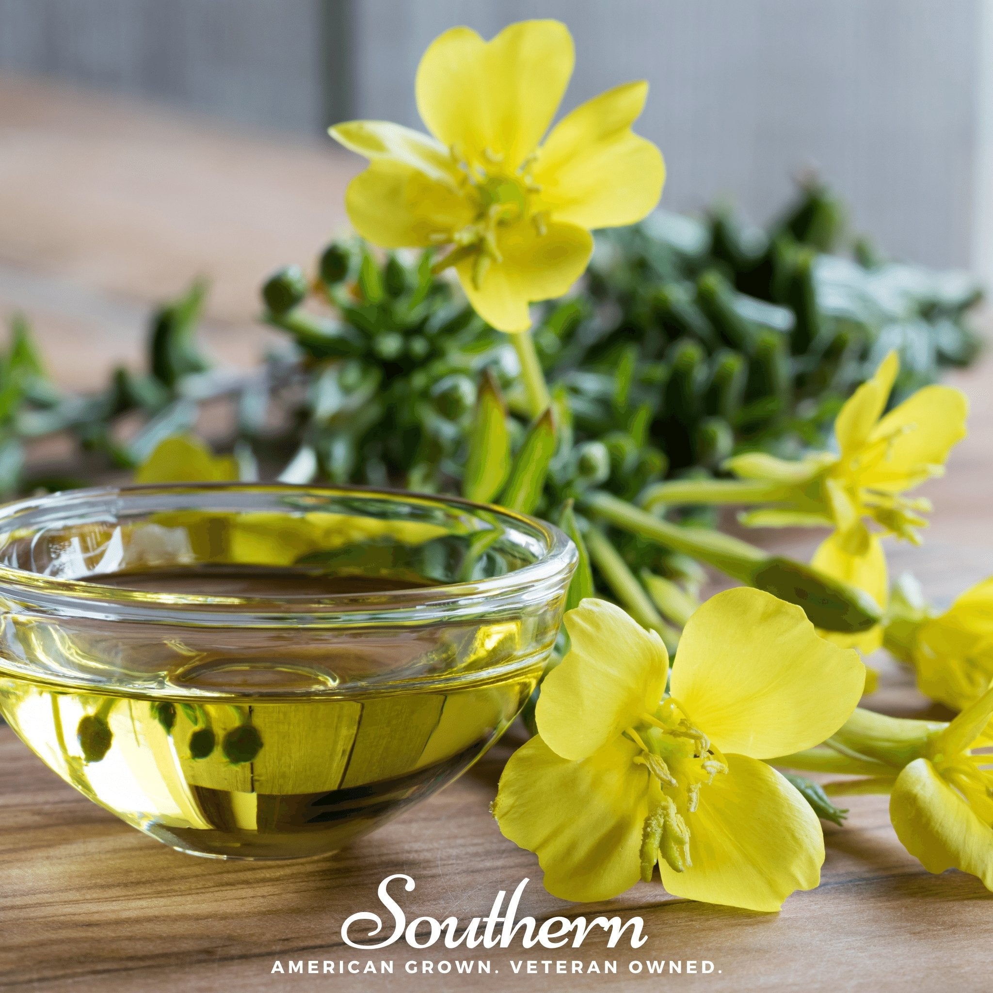 Evening Primrose, Common (Oenothera lamarckiana) - 100 Seeds seed packet from Seed Therapy – American - grown, heirloom seeds