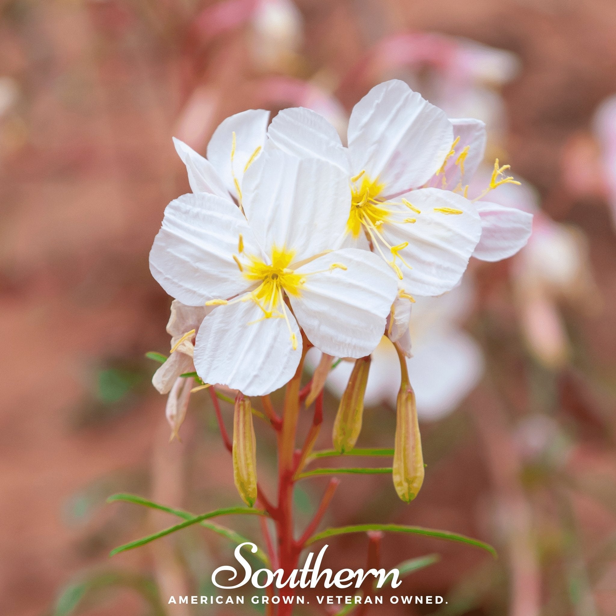 Evening Primrose, Pale (Oenothera pallida) - 100 Seeds seed packet from Seed Therapy – American - grown, heirloom seeds