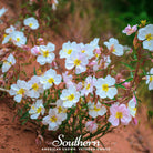 Evening Primrose, Pale (Oenothera pallida) - 100 Seeds seed packet from Seed Therapy – American - grown, heirloom seeds