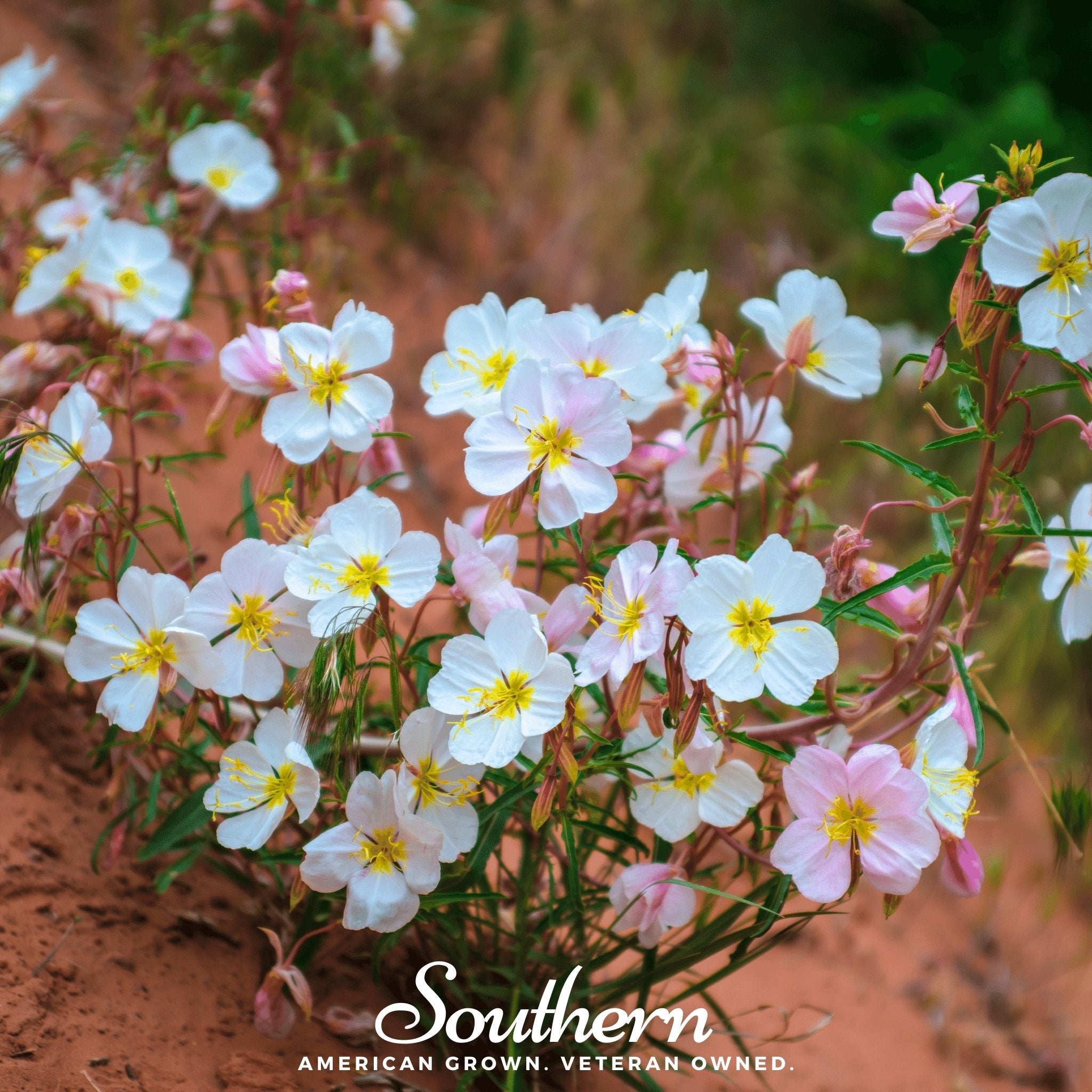Evening Primrose, Pale (Oenothera pallida) - 100 Seeds seed packet from Seed Therapy – American - grown, heirloom seeds