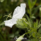 Evening Primrose, Pale (Oenothera pallida) - 100 Seeds seed packet from Seed Therapy – American - grown, heirloom seeds