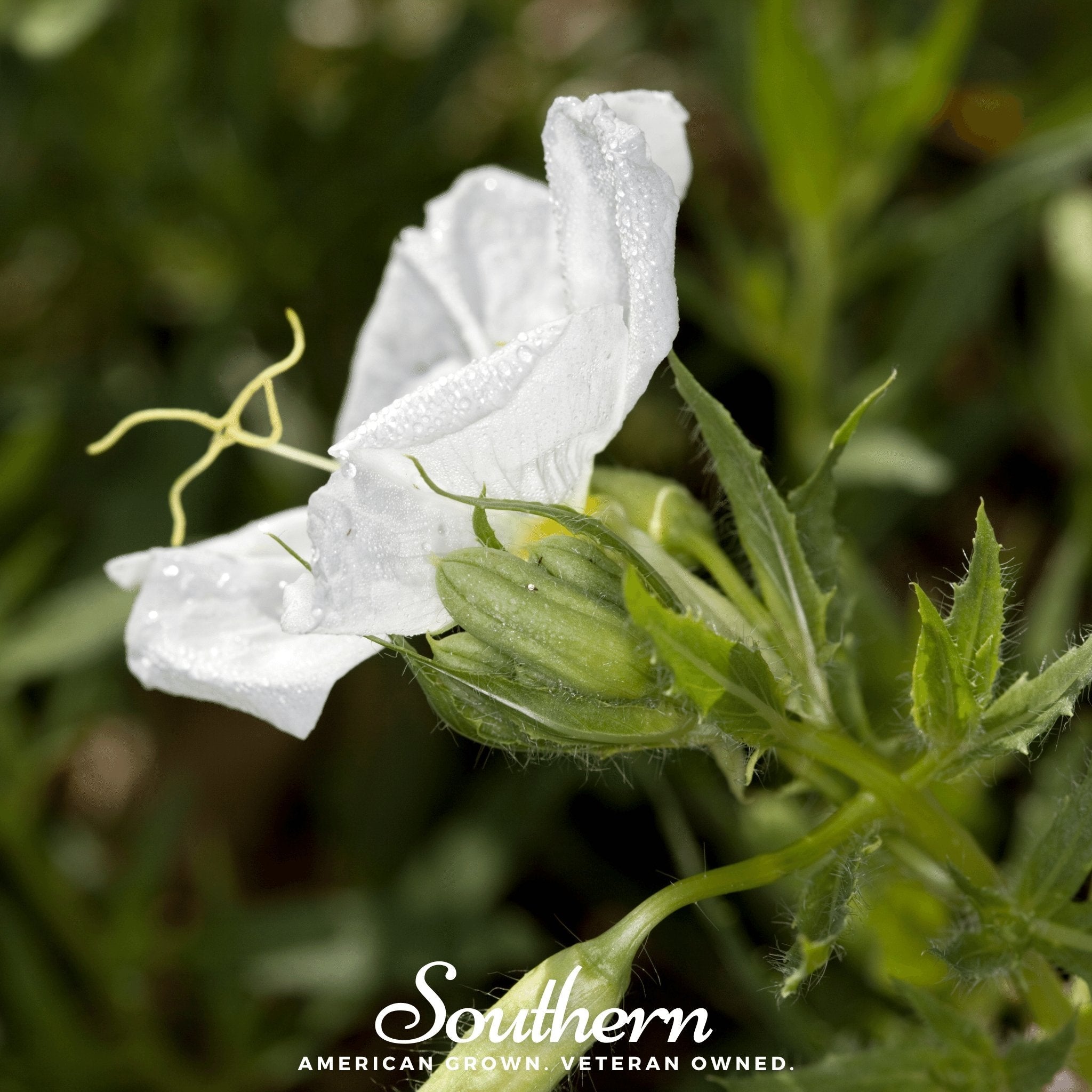 Evening Primrose, Pale (Oenothera pallida) - 100 Seeds seed packet from Seed Therapy – American - grown, heirloom seeds