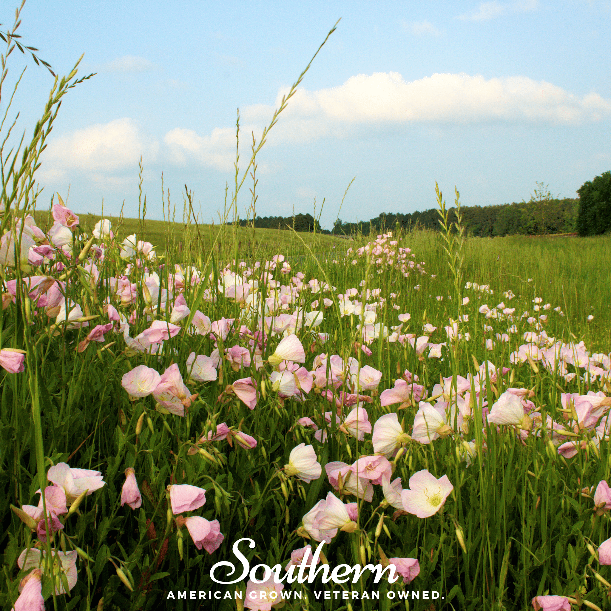 Evening Primrose, Showy (Pink Ladies) - (Oenothera speciosa) - 100 Seeds seed packet from Seed Therapy – American - grown, heirloom seeds