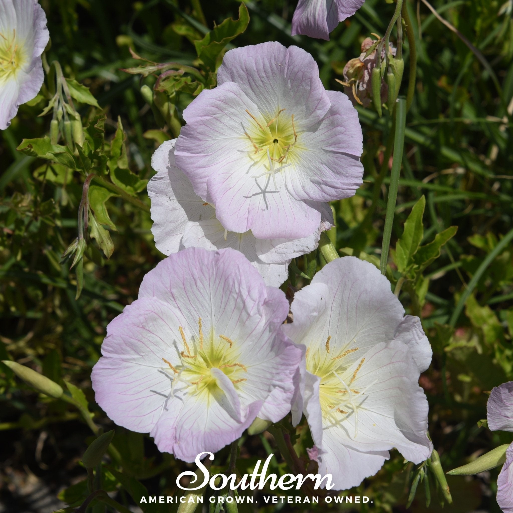 Evening Primrose, Showy (Pink Ladies) - (Oenothera speciosa) - 100 Seeds seed packet from Seed Therapy – American - grown, heirloom seeds