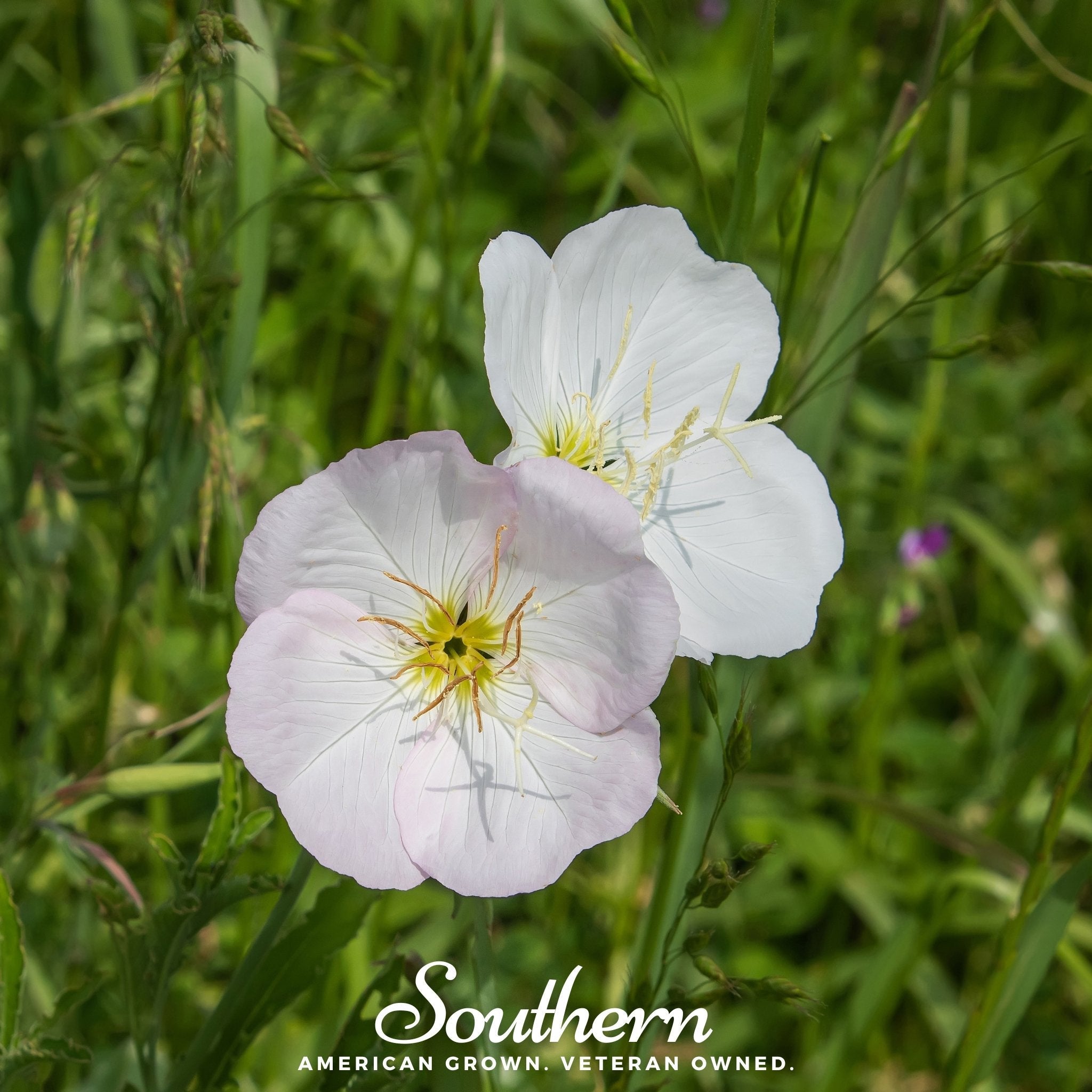 Evening Primrose, Showy (Pink Ladies) - (Oenothera speciosa) - 100 Seeds seed packet from Seed Therapy – American - grown, heirloom seeds