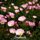 Evening Primrose, Showy (Pink Ladies) - (Oenothera speciosa) - 100 Seeds seed packet from Seed Therapy – American - grown, heirloom seeds