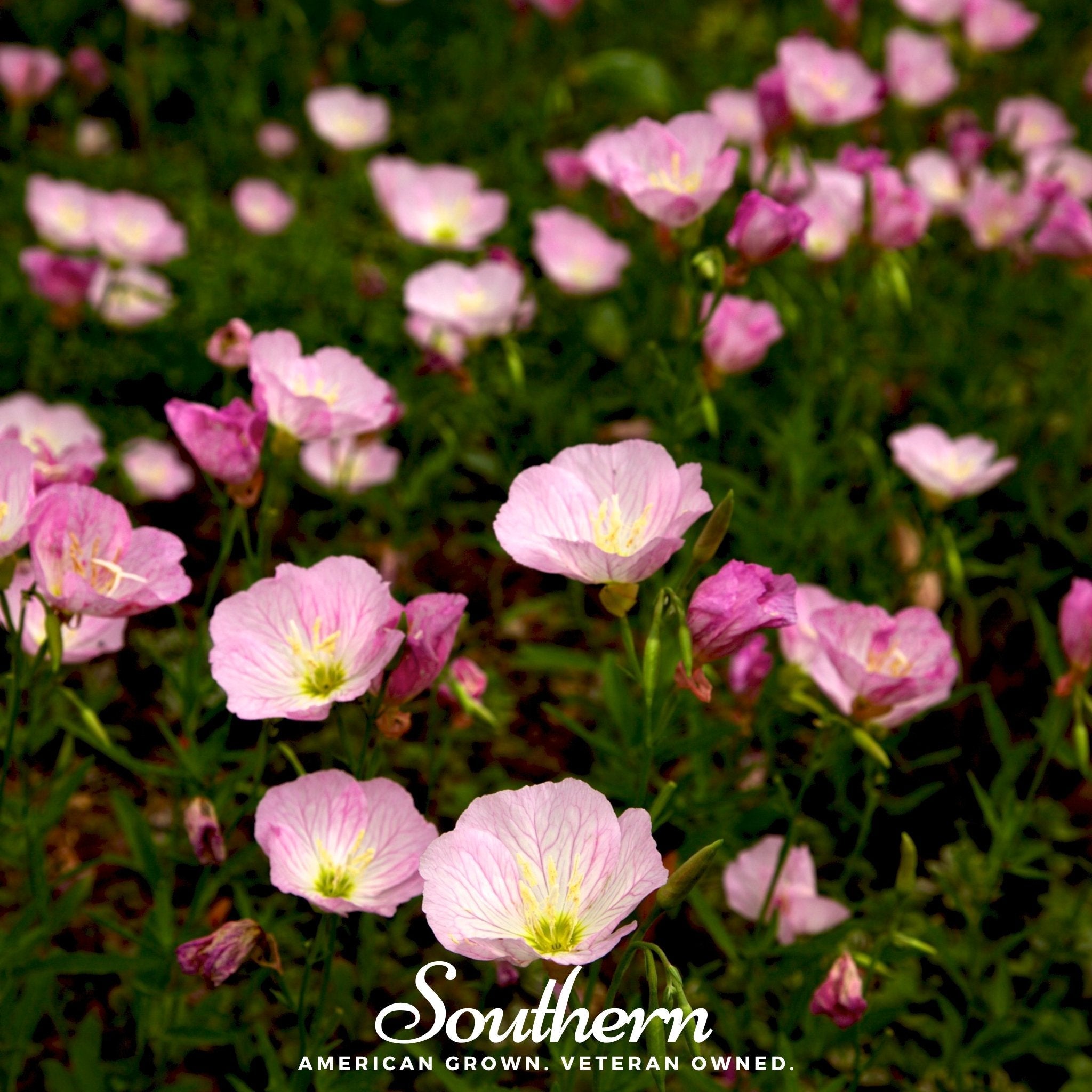 Evening Primrose, Showy (Pink Ladies) - (Oenothera speciosa) - 100 Seeds seed packet from Seed Therapy – American - grown, heirloom seeds