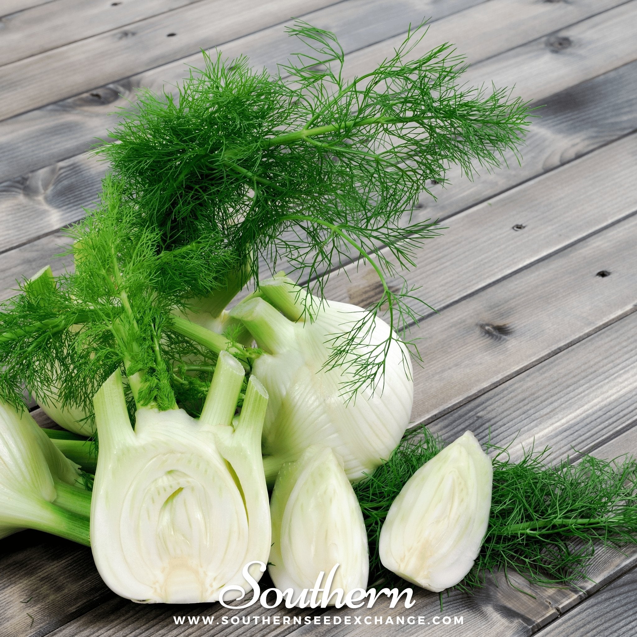 Fennel, Florence (Foeniculum vulgare Florence) - 200 Seed seed packet from Seed Therapy – American - grown, heirloom seeds