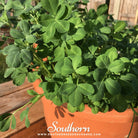 Fenugreek (Trigonella foenum - graecum) - 50 Seeds seed packet from Seed Therapy – American - grown, heirloom seeds