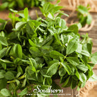 Fenugreek (Trigonella foenum - graecum) - 50 Seeds seed packet from Seed Therapy – American - grown, heirloom seeds