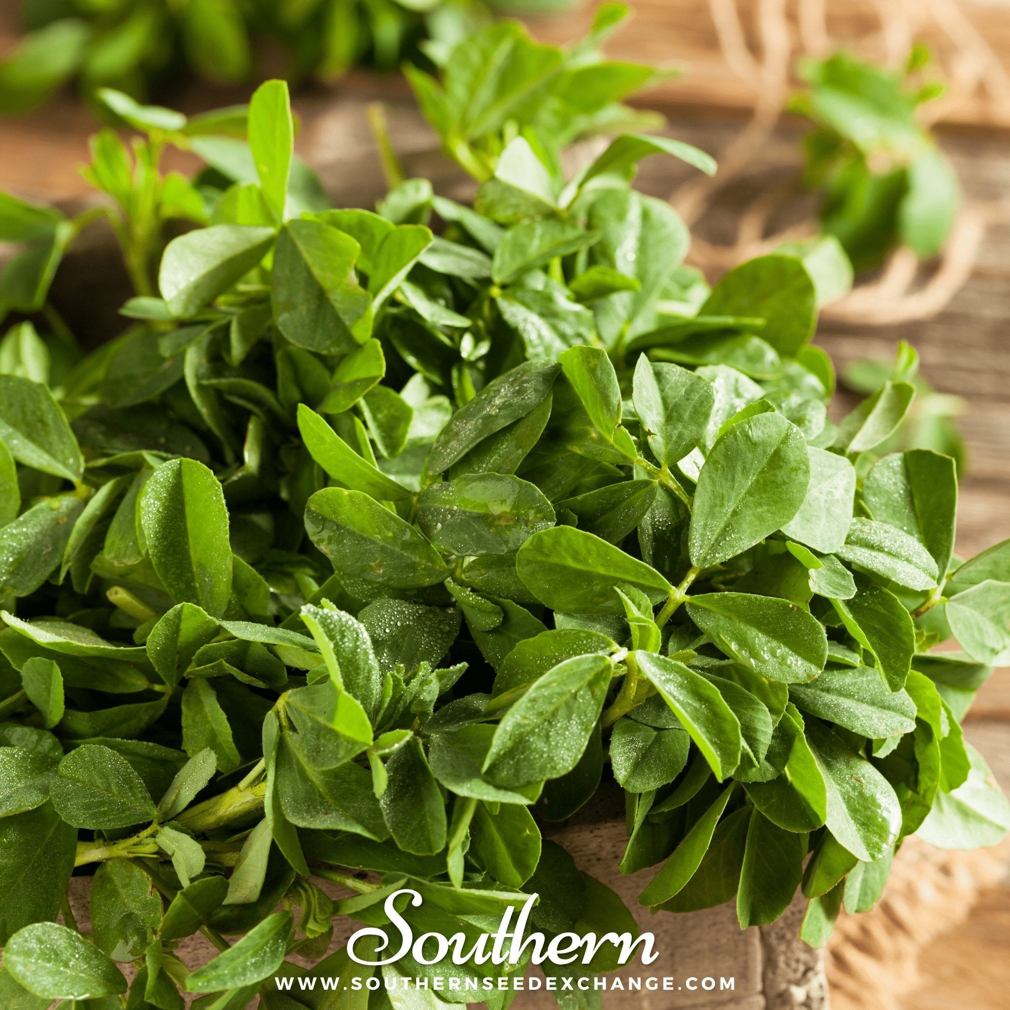 Fenugreek (Trigonella foenum - graecum) - 50 Seeds seed packet from Seed Therapy – American - grown, heirloom seeds