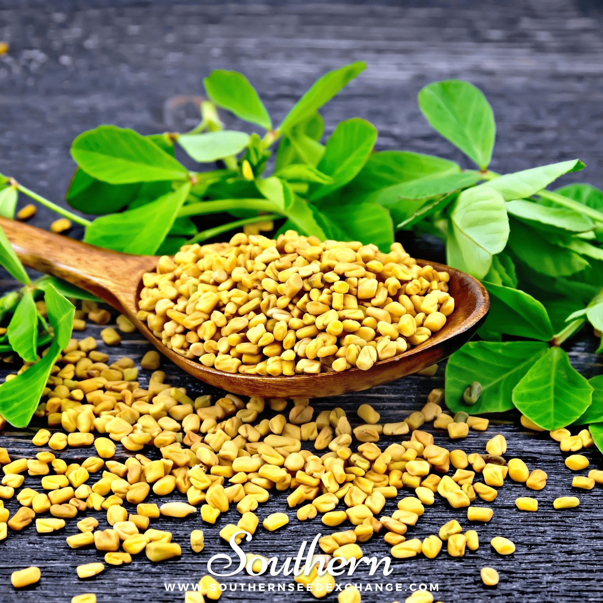 Fenugreek (Trigonella foenum - graecum) - 50 Seeds seed packet from Seed Therapy – American - grown, heirloom seeds