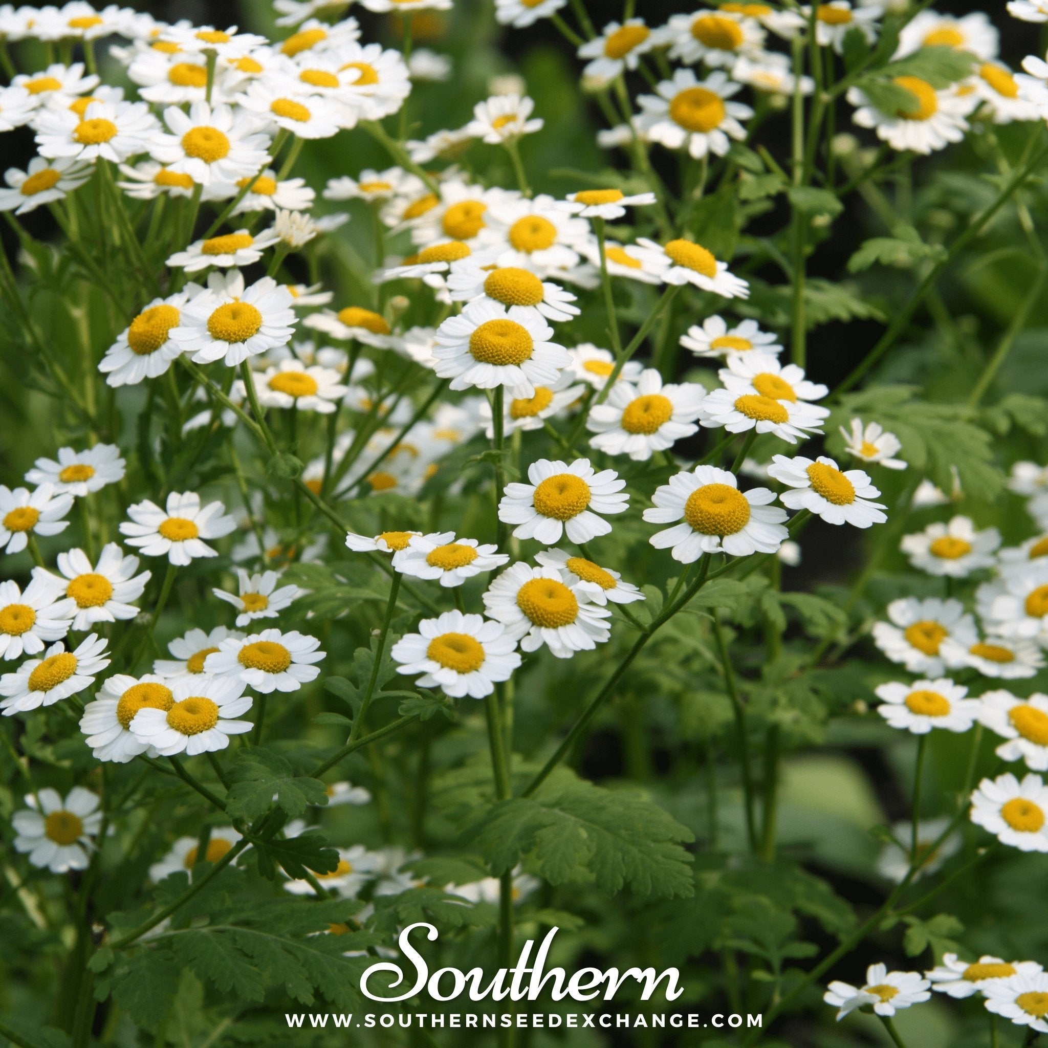 Feverfew (Tanacetum parthenium) - 100 Seeds seed packet from Seed Therapy – American - grown, heirloom seeds