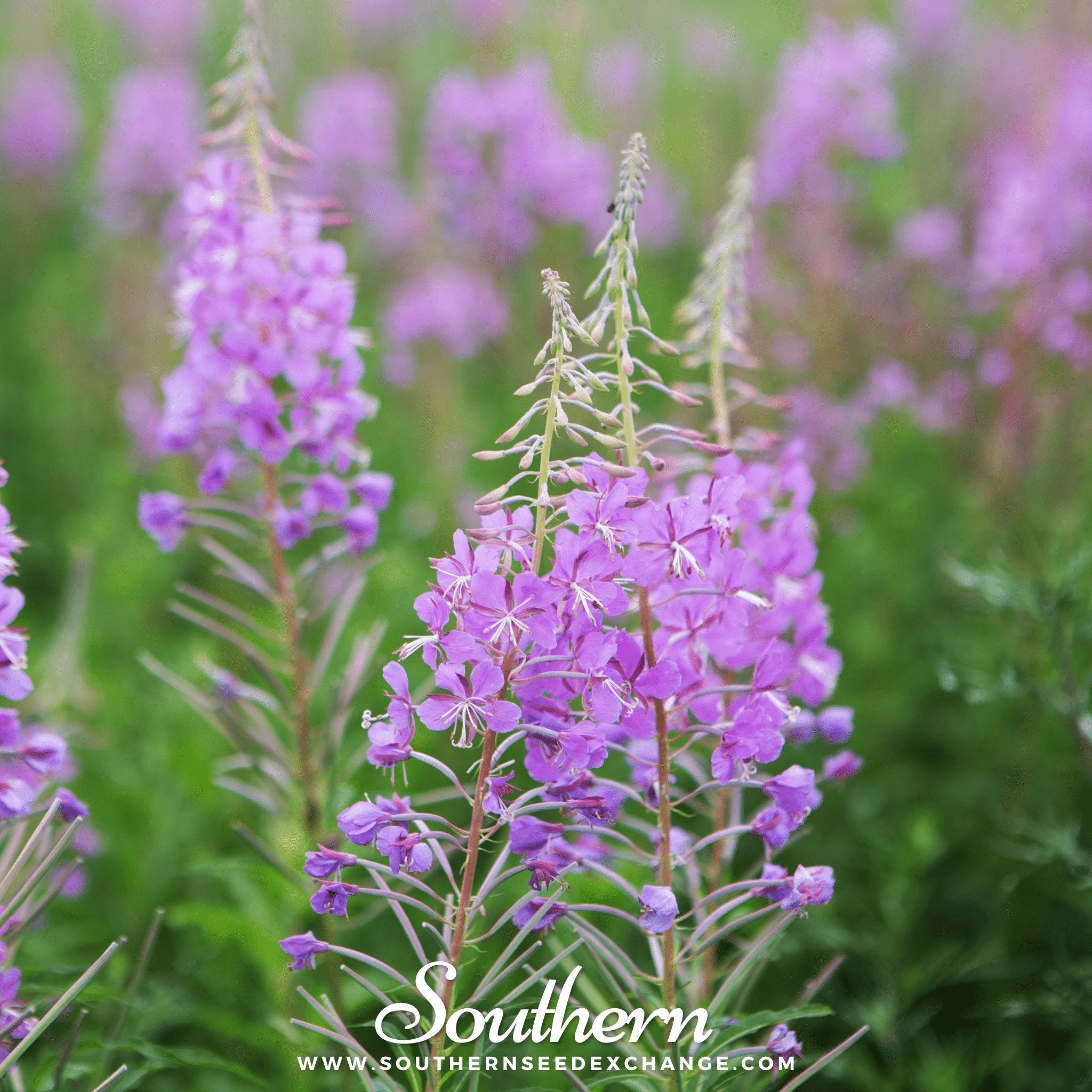 Fireweed - Willowherb (Epilobium angustifolium) - 100 Seeds seed packet from Seed Therapy – American - grown, heirloom seeds