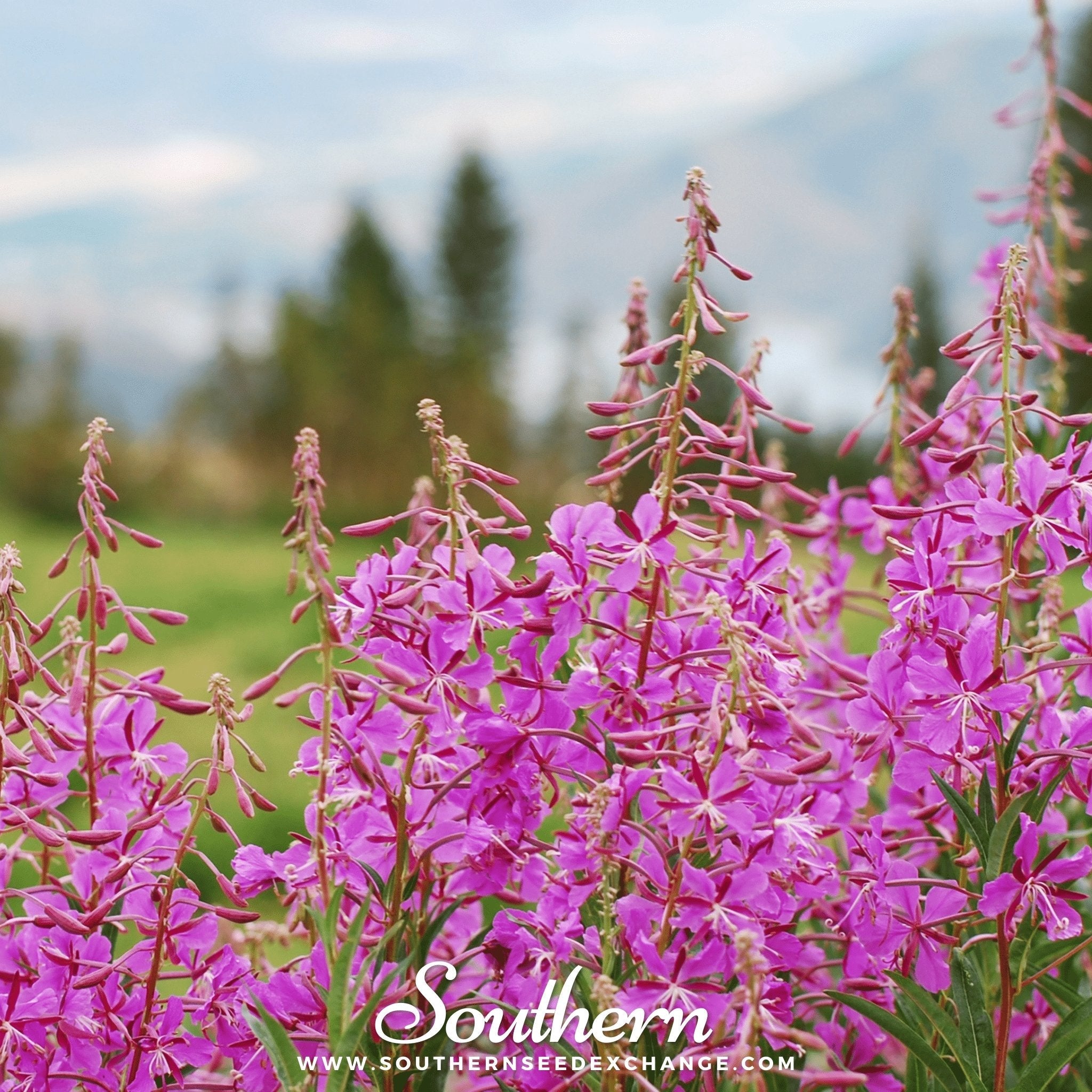 Fireweed - Willowherb (Epilobium angustifolium) - 100 Seeds seed packet from Seed Therapy – American - grown, heirloom seeds