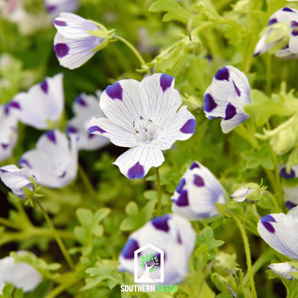nemophila flower seeds Five Spot (Nemophila maculata) - 50 Seeds