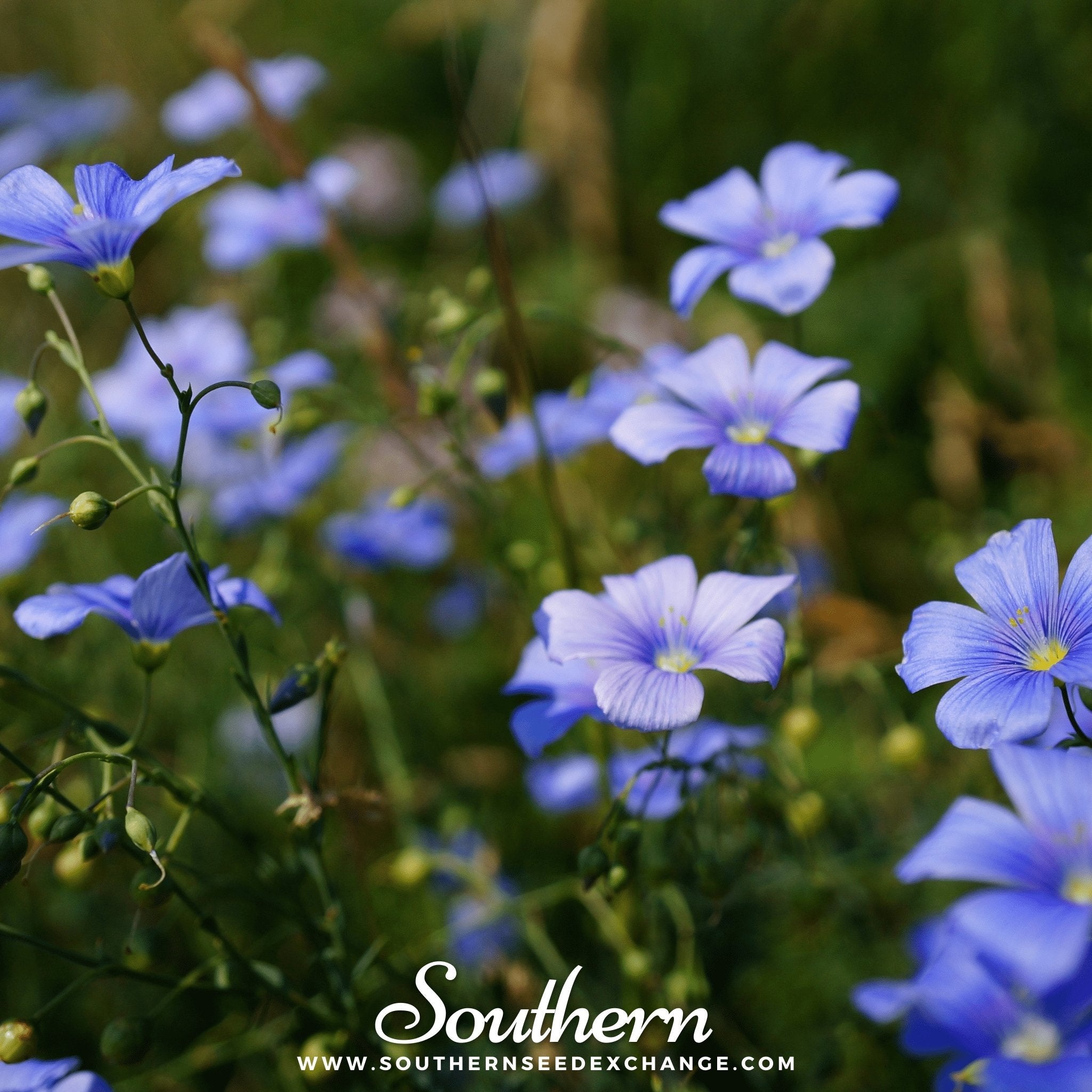 Flax, Blue (Linum perrene) - 100 Seeds seed packet from Seed Therapy – American - grown, heirloom seeds