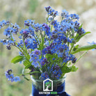 Forget Me Not (Myosotis sylvatica) - 100 Seeds seed packet from Seed Therapy – American - grown, heirloom seeds