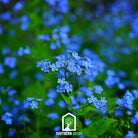 Forget Me Not (Myosotis sylvatica) - 100 Seeds seed packet from Seed Therapy – American - grown, heirloom seeds