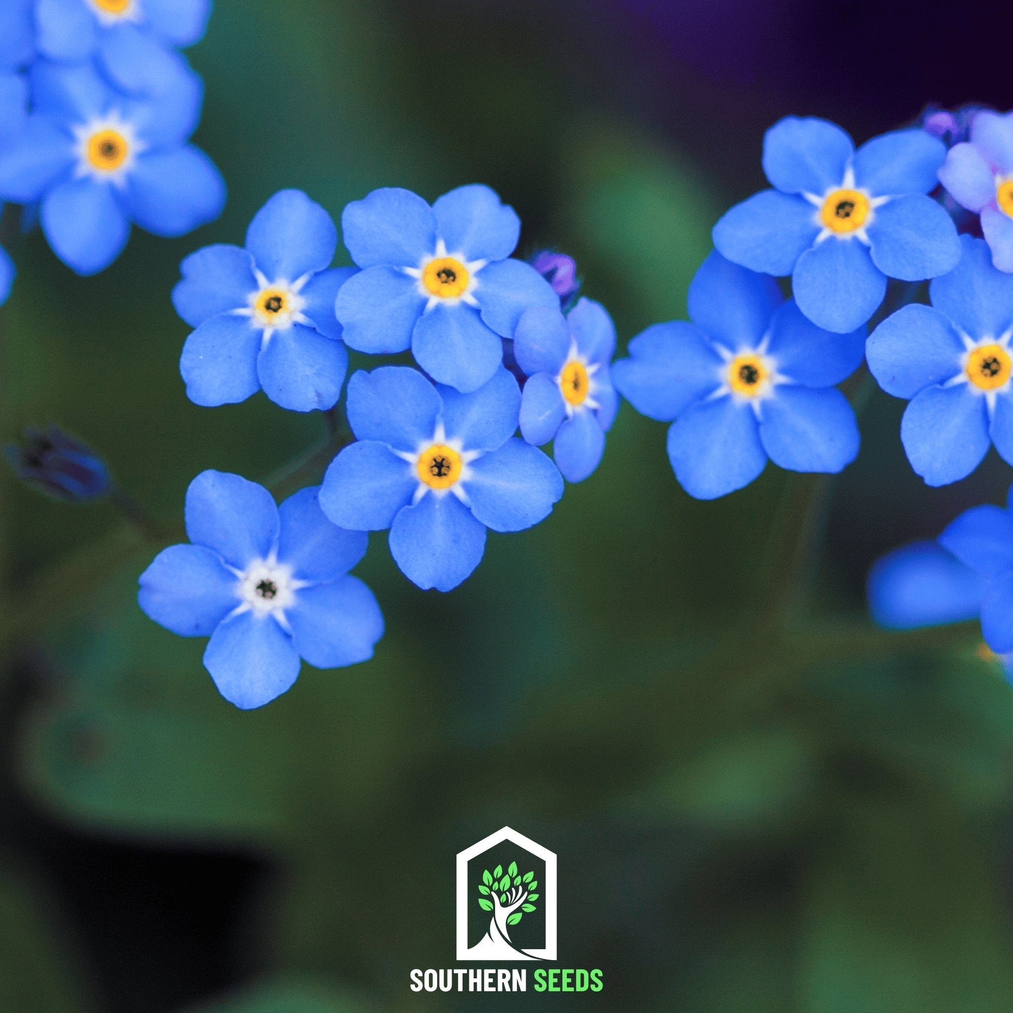 Forget Me Not (Myosotis sylvatica) - 100 Seeds seed packet from Seed Therapy – American - grown, heirloom seeds