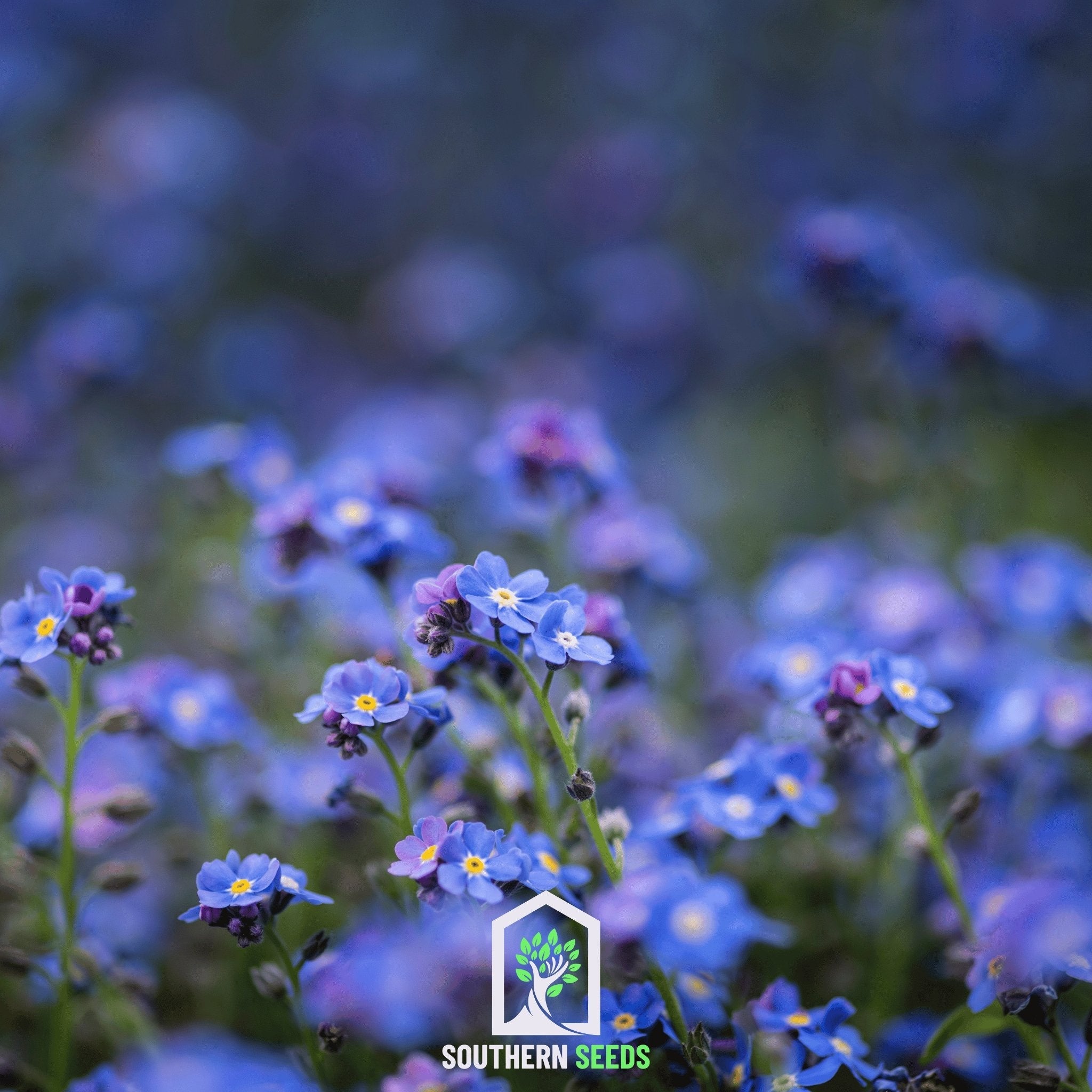Forget Me Not (Myosotis sylvatica) - 100 Seeds seed packet from Seed Therapy – American - grown, heirloom seeds