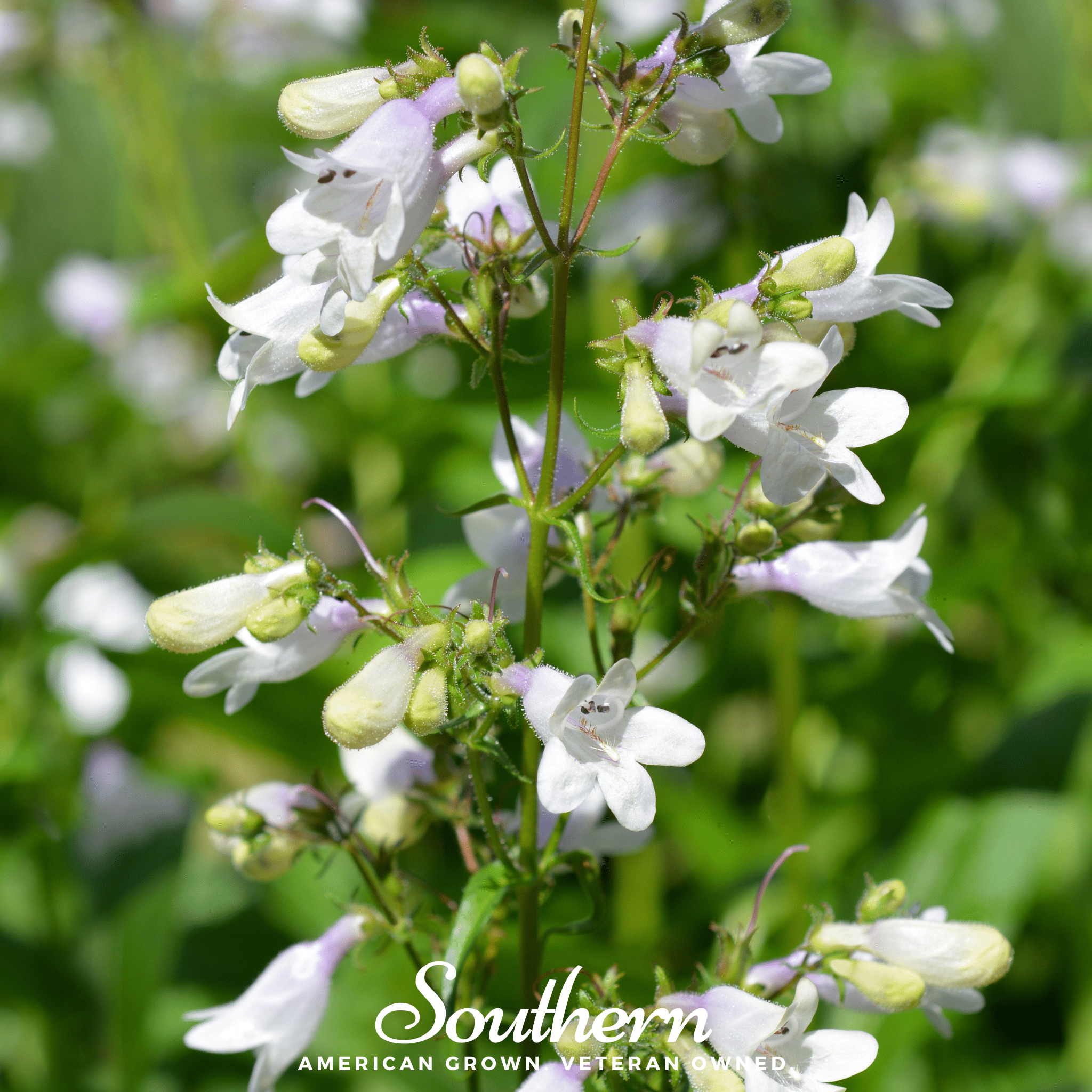 Foxglove, Beardtongue (Penstemon digitalis) - 200 Seeds seed packet from Seed Therapy – American - grown, heirloom seeds