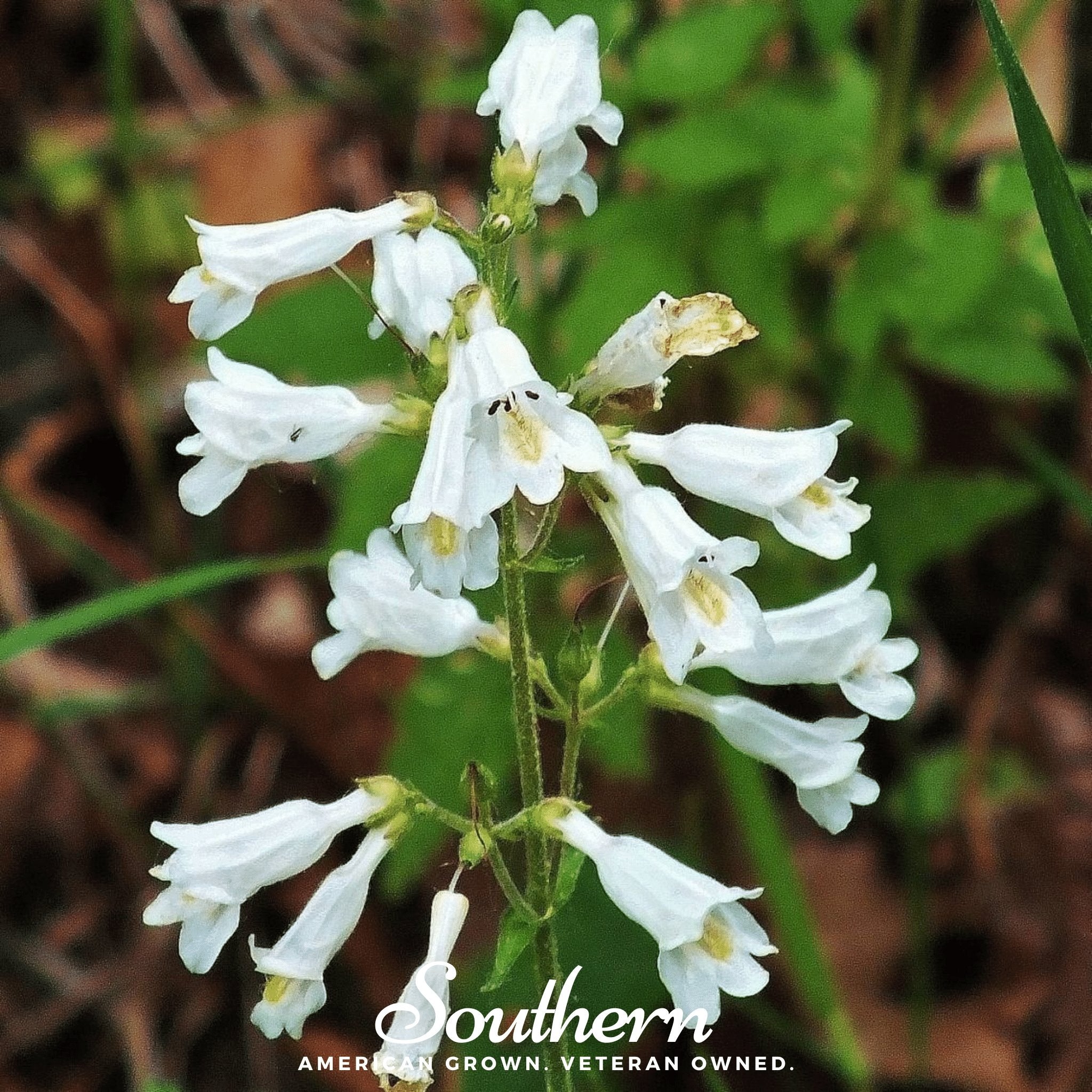 Foxglove, Beardtongue (Penstemon digitalis) - 200 Seeds seed packet from Seed Therapy – American - grown, heirloom seeds