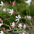 Gaura (Gaura lindheimeri) - 50 Seeds seed packet from Seed Therapy – American - grown, heirloom seeds
