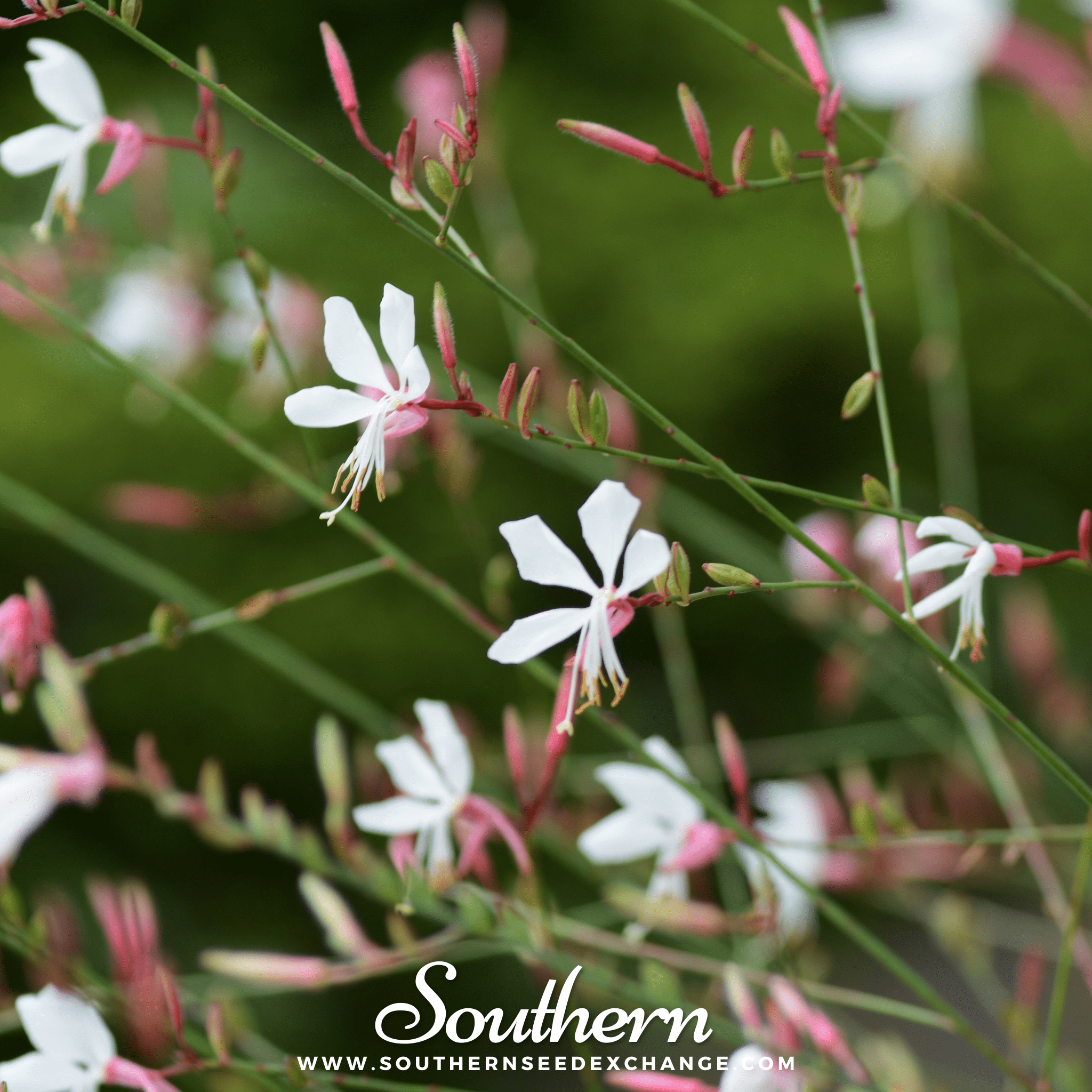 Gaura (Gaura lindheimeri) - 50 Seeds seed packet from Seed Therapy – American - grown, heirloom seeds