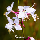 Gaura (Gaura lindheimeri) - 50 Seeds seed packet from Seed Therapy – American - grown, heirloom seeds