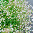 Gaura (Gaura lindheimeri) - 50 Seeds seed packet from Seed Therapy – American - grown, heirloom seeds