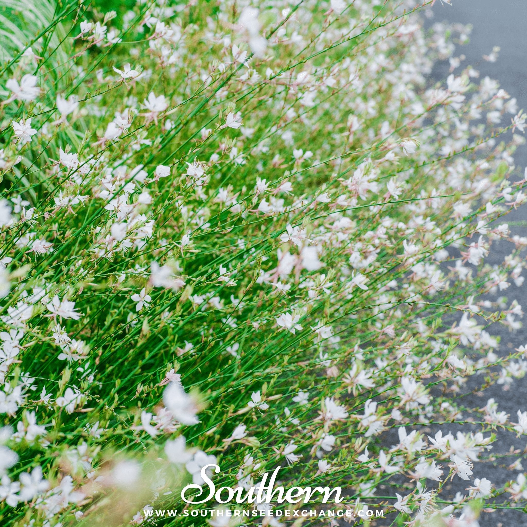 Gaura (Gaura lindheimeri) - 50 Seeds seed packet from Seed Therapy – American - grown, heirloom seeds