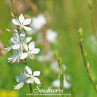 Gaura (Gaura lindheimeri) - 50 Seeds seed packet from Seed Therapy – American - grown, heirloom seeds