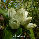 Gentian, Cream (Gentiana Alba) - 50 Seeds seed packet from Seed Therapy – American - grown, heirloom seeds