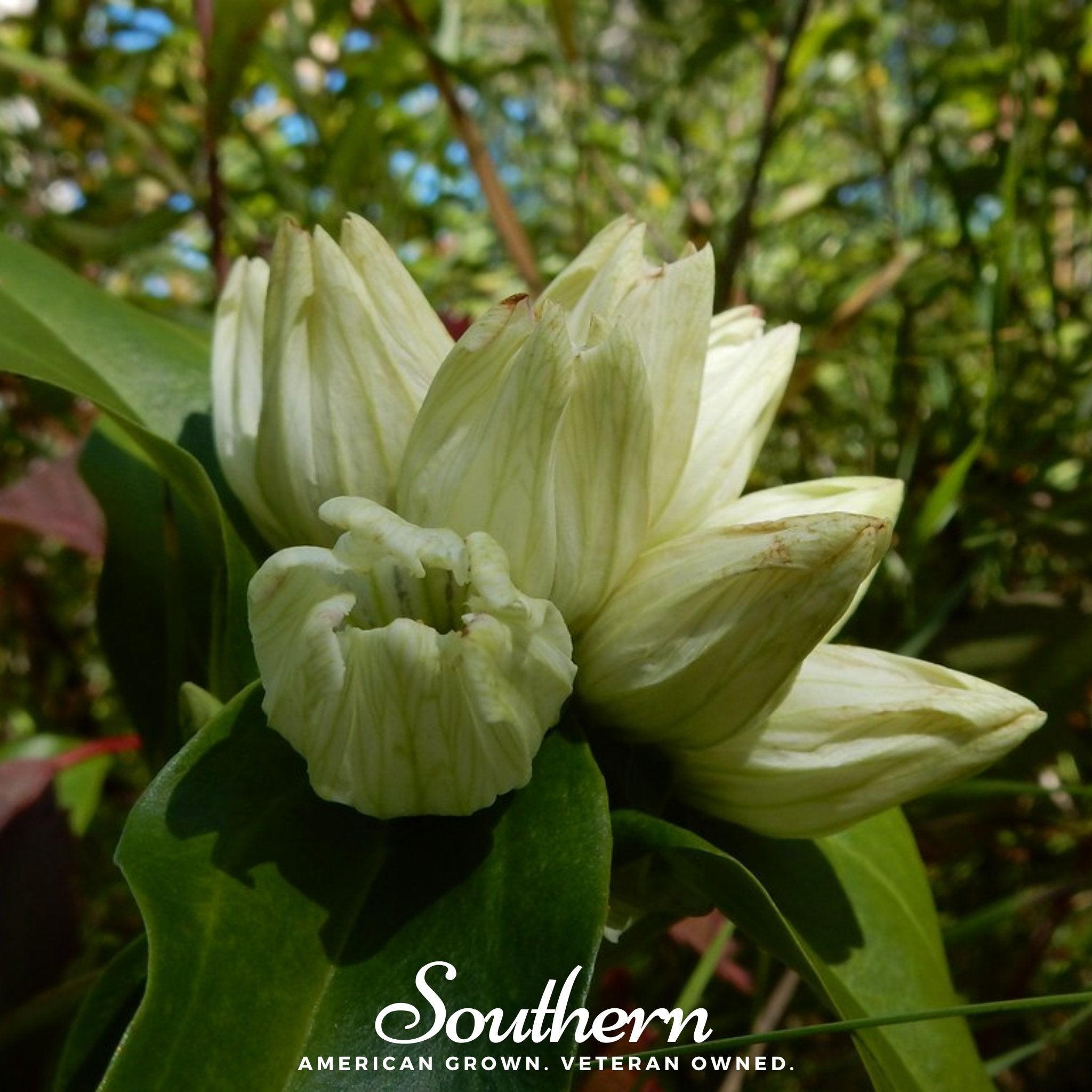 Gentian, Cream (Gentiana Alba) - 50 Seeds seed packet from Seed Therapy – American - grown, heirloom seeds