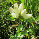 Gentian, Cream (Gentiana Alba) - 50 Seeds seed packet from Seed Therapy – American - grown, heirloom seeds
